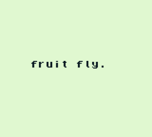 fruit fly.
