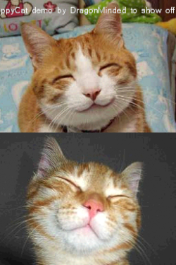 HappyCat